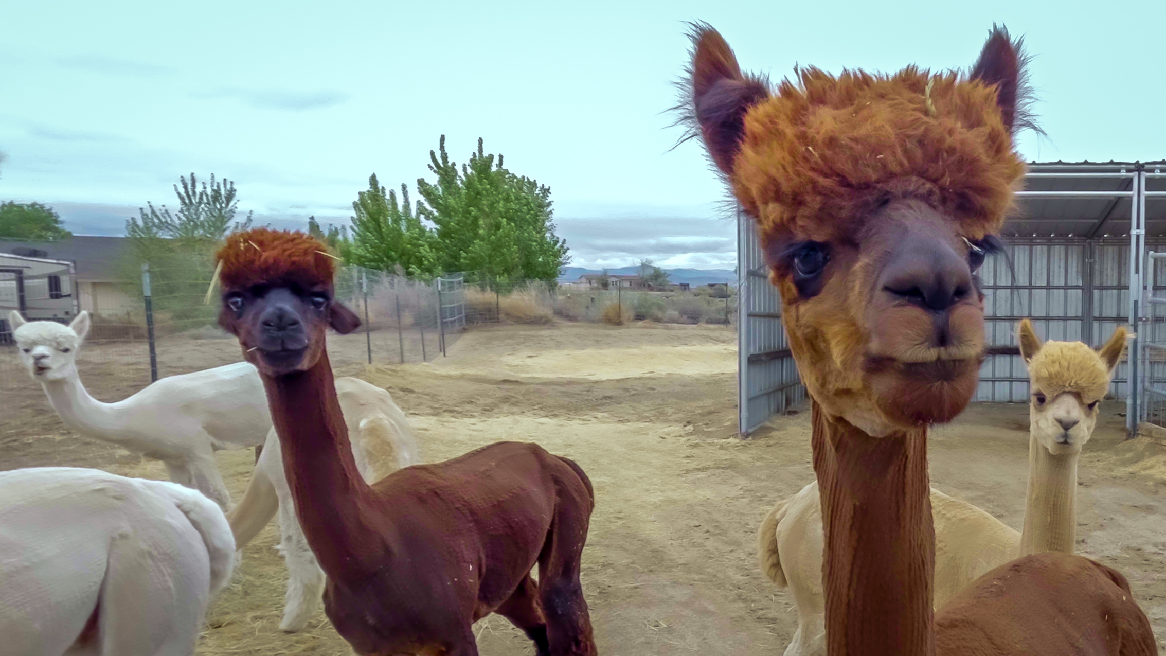 We Visit an Alpaca Farm and Make New Friends